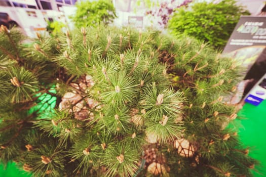 bush white pine in a botanical garden, note shallow depth of field