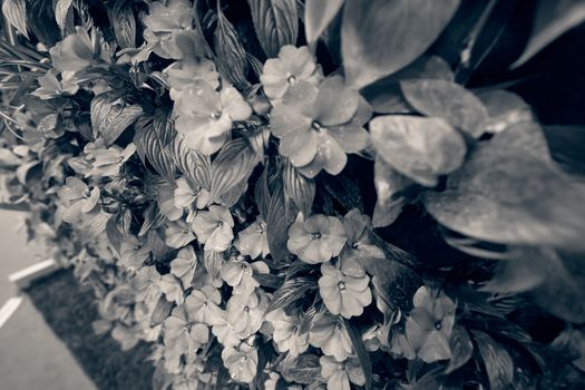  purple flowers with green leaves, note shallow depth of field