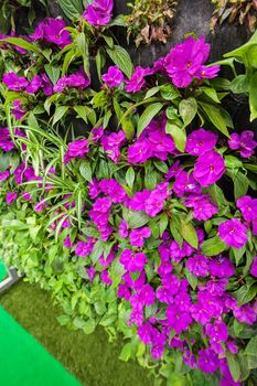  purple flowers with green leaves, note shallow depth of field