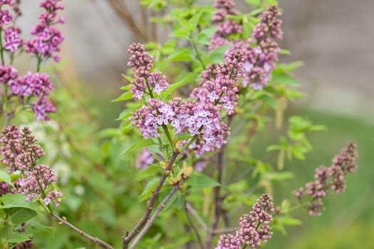 branchs of lilac in bloom, note shallow depth of field