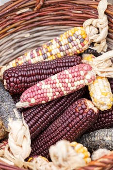 dried corn in a basket, note shallow depth of field