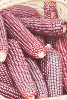 dried corn in a basket, note shallow depth of field