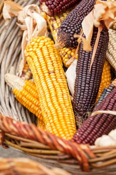 dried corn in a basket, note shallow depth of field