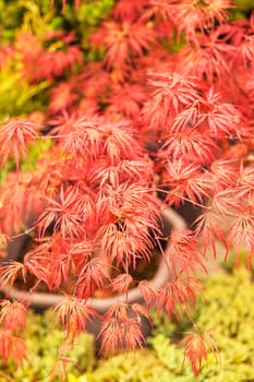 red and green leaves on the plants, note shallow depth of field