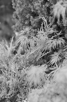 red and green leaves on the plants, note shallow depth of field