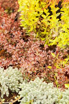 nursery for young plants, note shallow depth of field