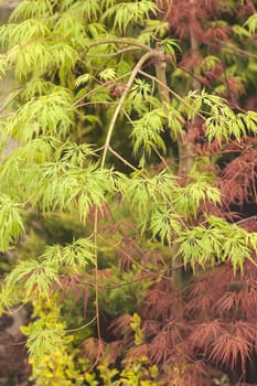 red and green leaves on the plants, note shallow depth of field