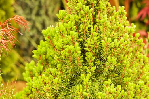 evergreen shrubs in a botanical garden , note shallow depth of field