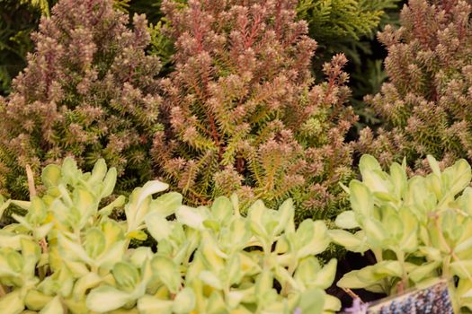 nursery for young plants, note shallow depth of field