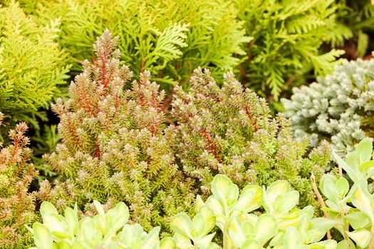 nursery for young plants, note shallow depth of field