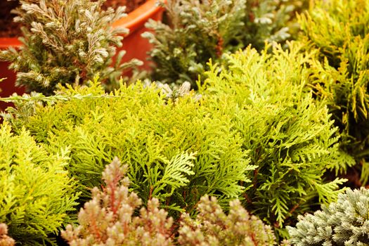 evergreen shrubs in a botanical garden , note shallow depth of field