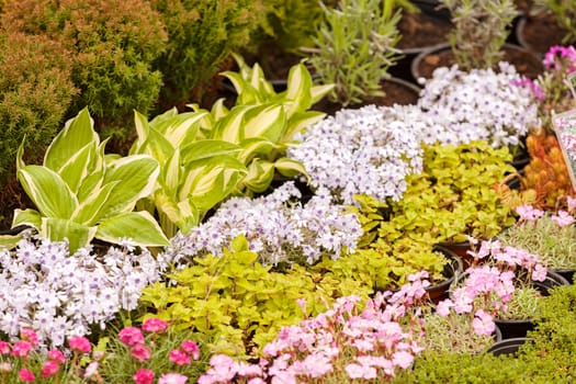 a variety of plants in a botanical garden, note shallow depth of field