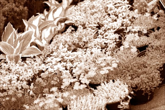 a variety of plants in a botanical garden, note shallow depth of field