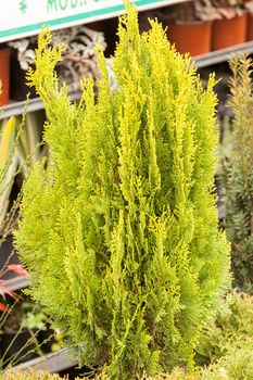 evergreen shrubs in a botanical garden , note shallow depth of field