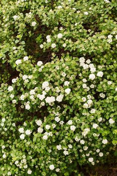 bush with small white flowers on a branches, note shallow depth of field