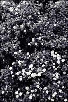 bush with small white flowers on a branches, note shallow depth of field