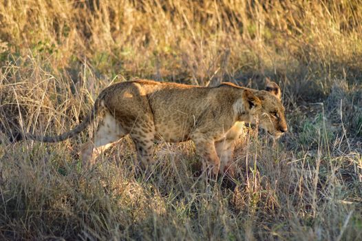 Lion cub walking in West Tsavo Park in Kenya