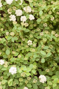 bush with small white flowers on a branches, note shallow depth of field