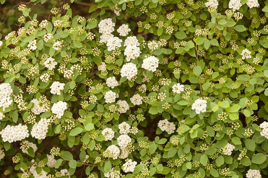 bush with small white flowers on a branches, note shallow depth of field