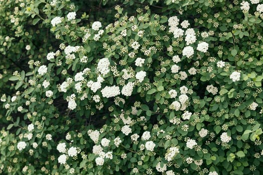 bush with small white flowers on a branches, note shallow depth of field