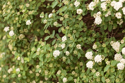 bush with small white flowers on a branches, note shallow depth of field