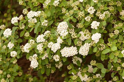 bush with small white flowers on a branches, note shallow depth of field