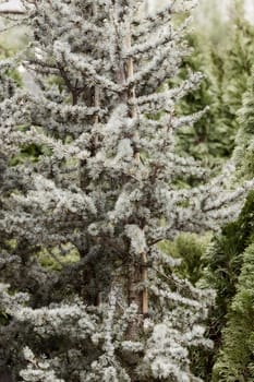 silver fir in a botanical garden, note shallow depth of field