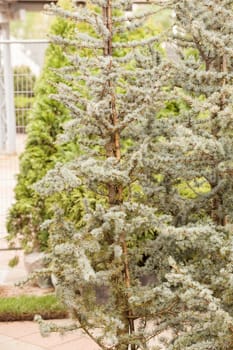 silver fir in a botanical garden, note shallow depth of field