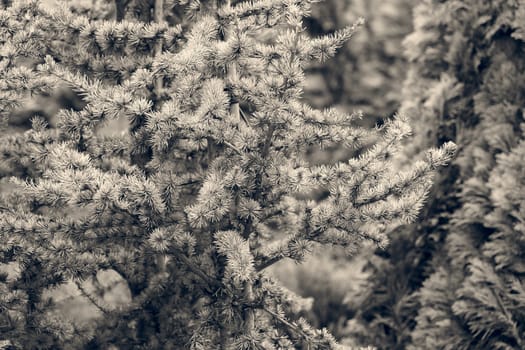 silver fir in a botanical garden, note shallow depth of field