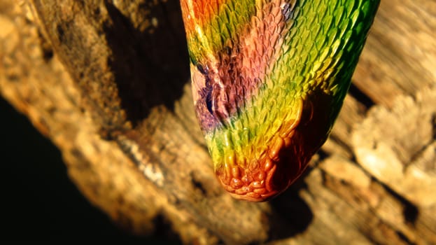 A conceptual image of a hybrid snake with a colorful skin                               