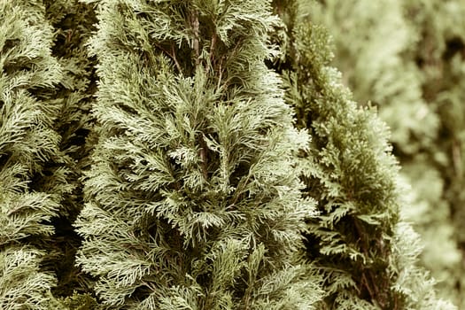 Thuja tree with thick branches, note shallow depth of field