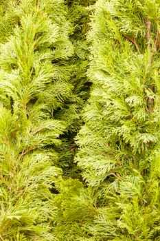 Thuja tree with thick branches, note shallow depth of field