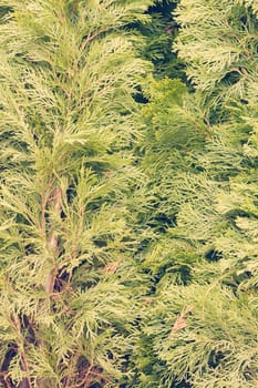 Thuja tree with thick branches, note shallow depth of field