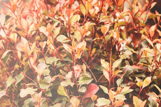 red and green leaves on the plants, note shallow depth of field