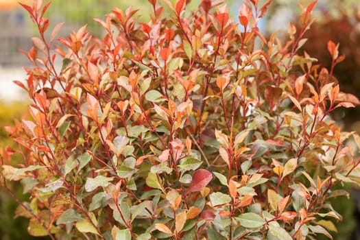 red and green leaves on the plants, note shallow depth of field