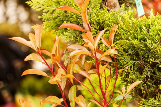 red and green leaves on the plants, note shallow depth of field