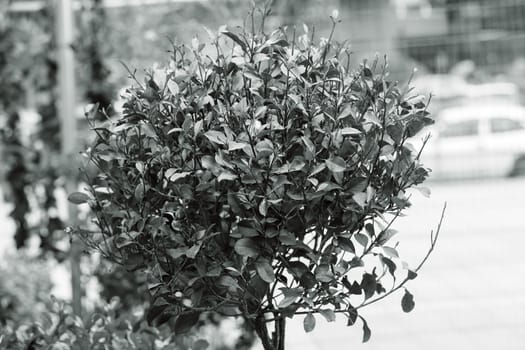 red and green leaves on the plants, note shallow depth of field