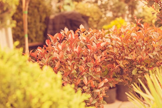 red and green leaves on the plants, note shallow depth of field