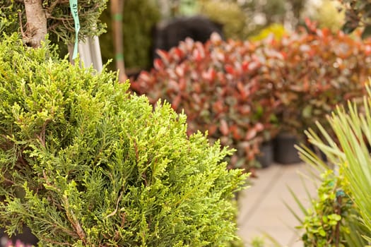 red and green leaves on the plants, note shallow depth of field