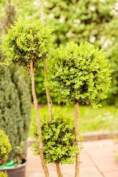 evergreen shrubs in a botanical garden , note shallow depth of field