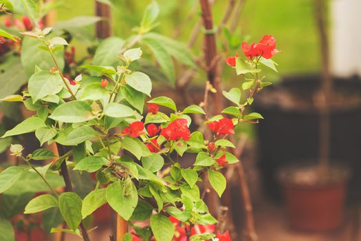 houseplants with thick foliage, note shallow depth of field