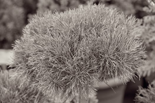 evergreen shrubs behind the fence, note shallow depth of field