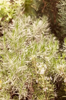 kinds of herbs in pots, note shallow depth of field