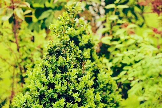 evergreen shrubs behind the fence, note shallow depth of field