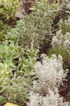 kinds of herbs in pots, note shallow depth of field