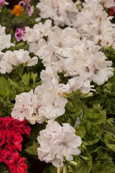 flowers of different colors, note shallow depth of field