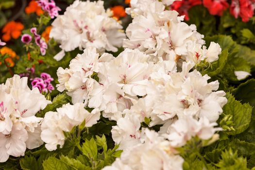 flowers of different colors, note shallow depth of field