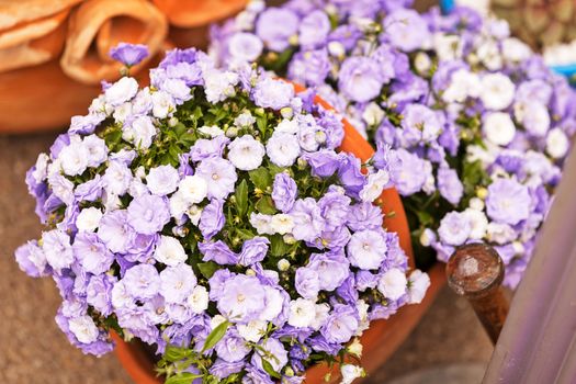 a bouquet of purple flowers, note shallow depth of field