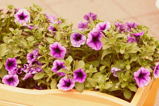  purple flowers  with green leaves, note shallow depth of field