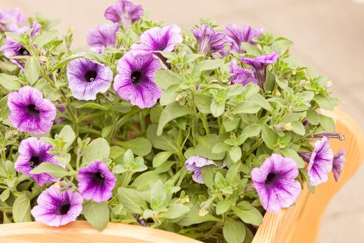  purple flowers  with green leaves, note shallow depth of field